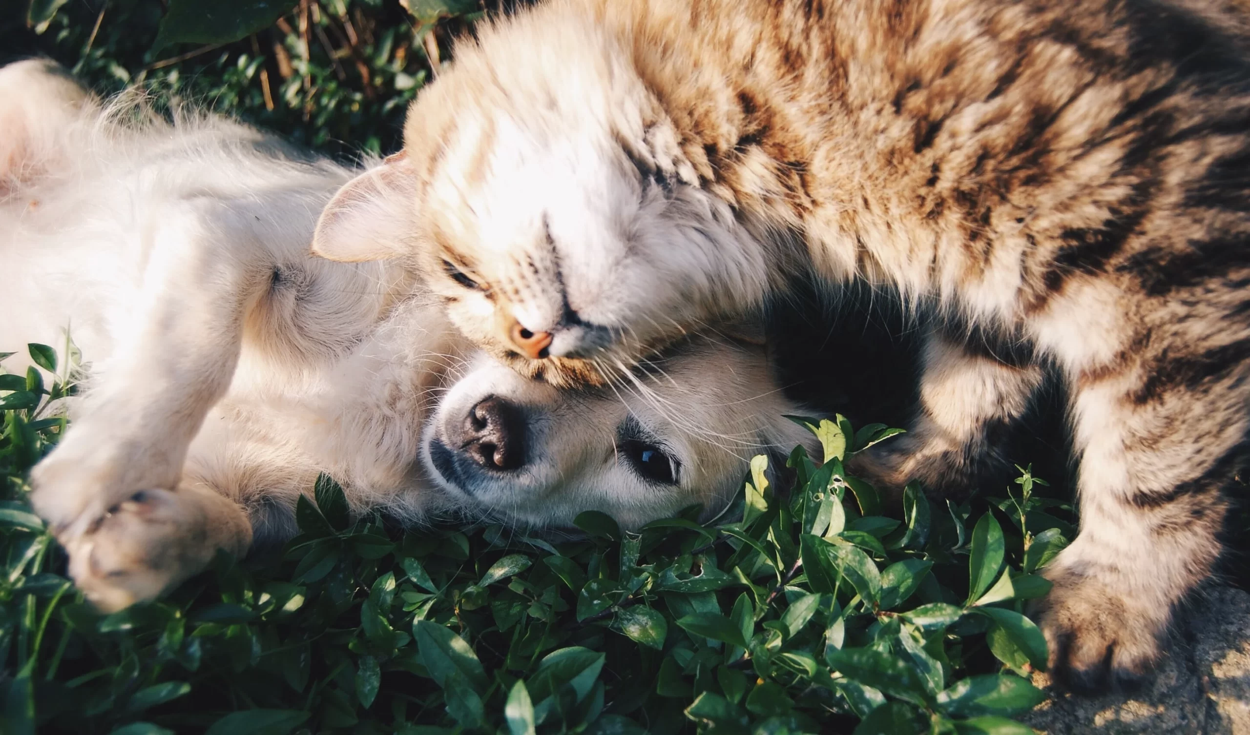 CBD Benefits for your furry friends